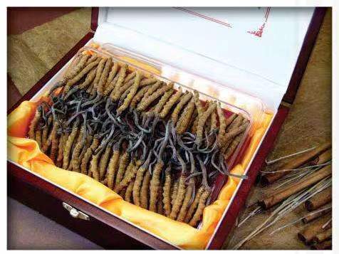 太原冬虫夏草回收